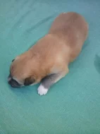 Akita-Inu nádherná fenečka