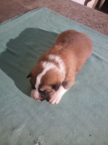 Akita-Inu nádherná fenečka