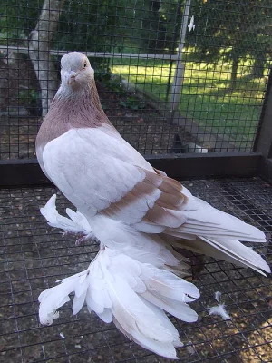 Turkmenský tleskač