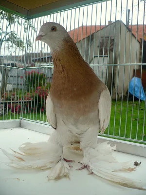 Turkmenský tleskač