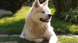 Akita Inu štěňátka s PP