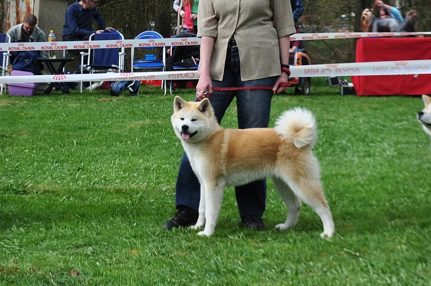 Akita Inu štěňátka s PP