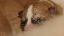 Akita Inu štěňátka s PP