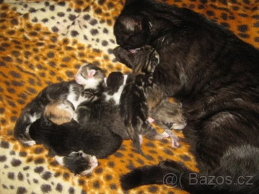 Daruji koťátka.