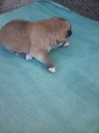 Akita-Inu nádherná fenečka