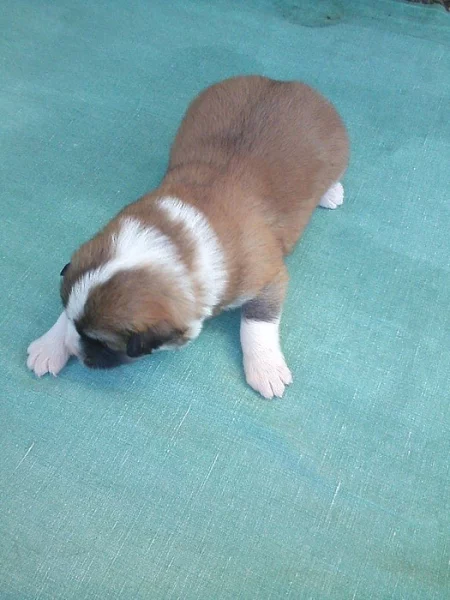 Akita-Inu nádherná fenečka