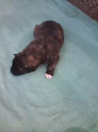 Akita-Inu nádherná fenečka