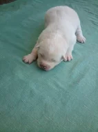 Akita-Inu nádherná fenečka