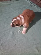 Akita-Inu nádherná fenečka