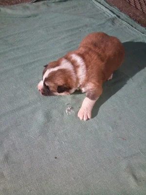Akita-Inu nádherná fenečka