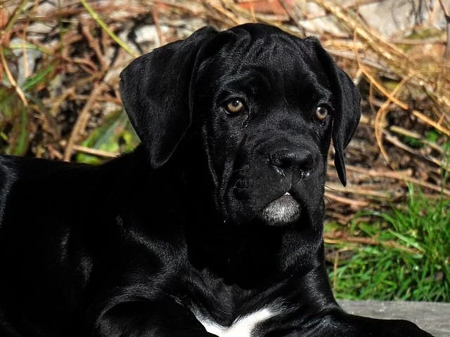 Cane Corso - štěňata s PP