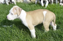 Amstaff, AST, Americký staforširský teriér