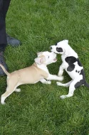Amstaff, AST, Americký staforširský teriér