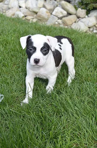 Amstaff, AST, Americký staforširský teriér