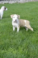 Amstaff, AST, Americký staforširský teriér