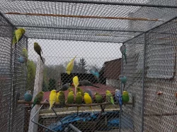 Andulky,Pap.nádherný,Neofémy, Korele, Rosela pen.