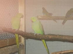 Andulky,Pap.nádherný,Neofémy, Korele, Rosela pen.