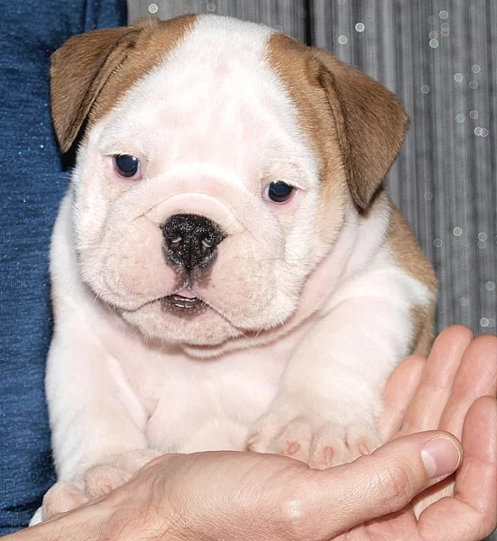Anglický buldok, English bulldog, buldog