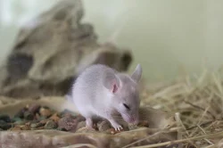 Myš bodlinatá
