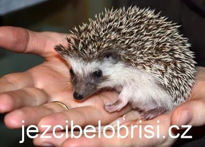 KRÁSNÁ MLÁĎATA JEŽKŮ BĚLOBŘICHÝCH
