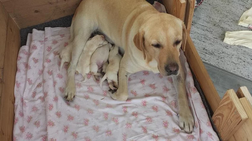 Prodám štěňata Labradorského retr.