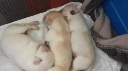 Prodám štěňata Labradorského retr.