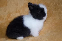 zakrslý teddy králíček - samička