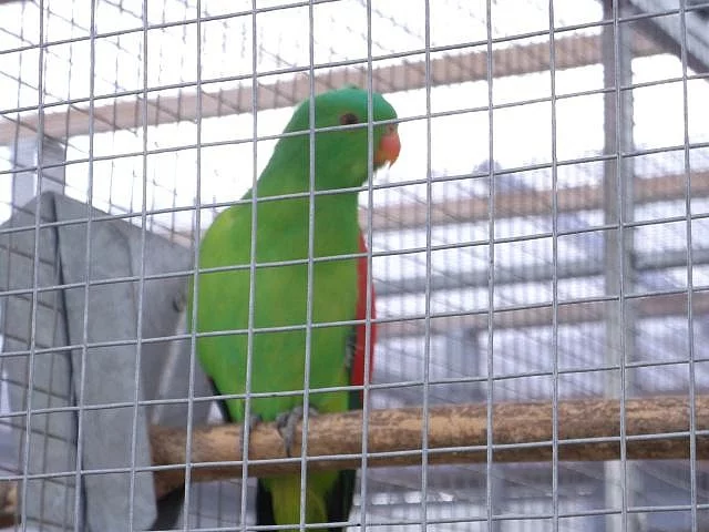 Papoušek červenokřídlý