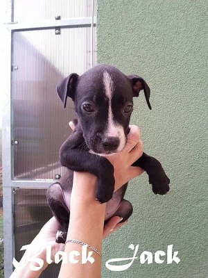 American Pitbull Terrier - POSLEDNÍ 4 ŠTĚŇÁTKA