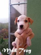 American Pitbull Terrier - POSLEDNÍ 4 ŠTĚŇÁTKA