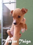 American Pitbull Terrier - POSLEDNÍ 4 ŠTĚŇÁTKA