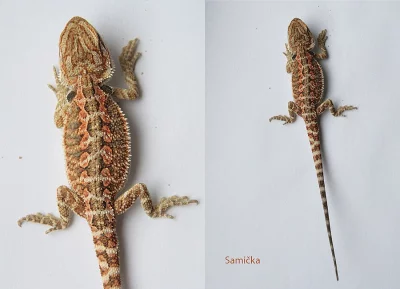 Agama vousatá - Pogona Vitticeps