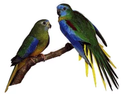 Andulky, Papoušek nádherný,Neoféma