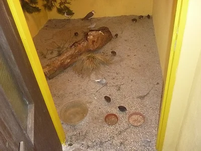 Kachnička mandarínská