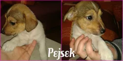 Prodám Jack Russell Teriér bez PP