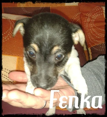 Prodám Jack Russell Teriér bez PP