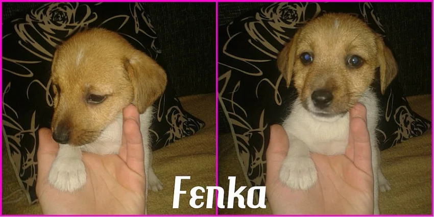 Prodám Jack Russell Teriér bez PP