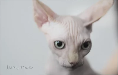 Kanadský sphynx s PP.