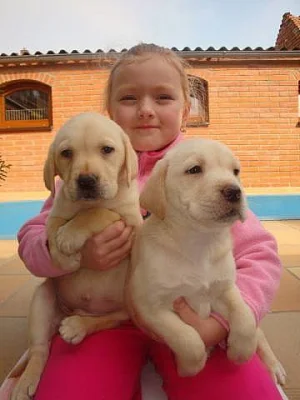 Labrador, Labradorský retrívr