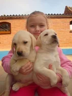 Labrador, Labradorský retrívr