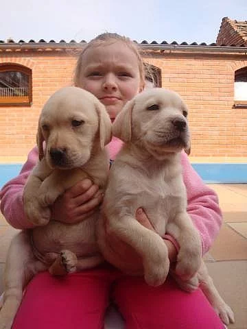 Labrador, Labradorský retrívr