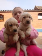 Labrador, Labradorský retrívr