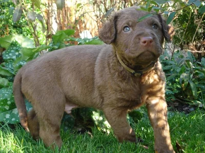 Štěňata Chesapeake bay retriever