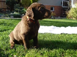 Štěňata Chesapeake bay retriever