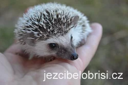 KRÁSNÁ MLÁĎATA JEŽKŮ BĚLOBŘICHÝCH