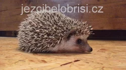KRÁSNÁ MLÁĎATA JEŽKŮ BĚLOBŘICHÝCH