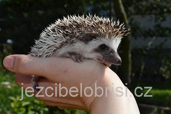 KRÁSNÁ MLÁĎATA JEŽKŮ BĚLOBŘICHÝCH