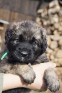 Leonberger šteniatka s PP