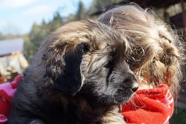 Leonberger šteniatka s PP