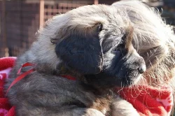 Leonberger šteniatka s PP